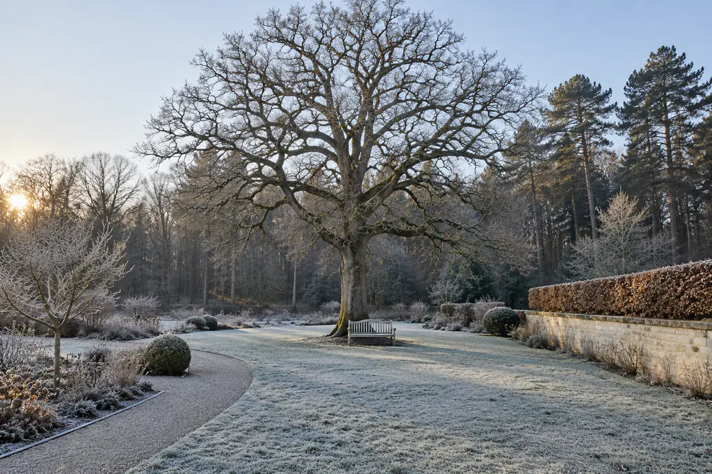 Le même jardin en hiver : chêne dénudé, pelouse et banc couverts de givre, haie de charmes gardant ses feuilles sèches, soleil bas.